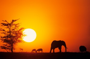 Honeymoon in Africa